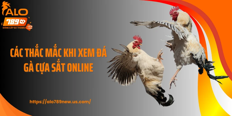 Các thắc mắc khi xem đá gà cựa sắt online