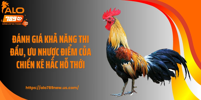 Đánh giá khả năng thi đấu, ưu nhược điểm của chiến kê hắc hỗ thới