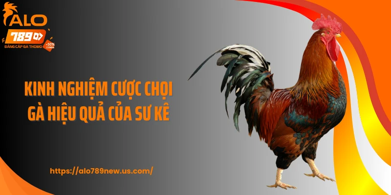 Kinh nghiệm cược chọi gà hiệu quả của sư kê